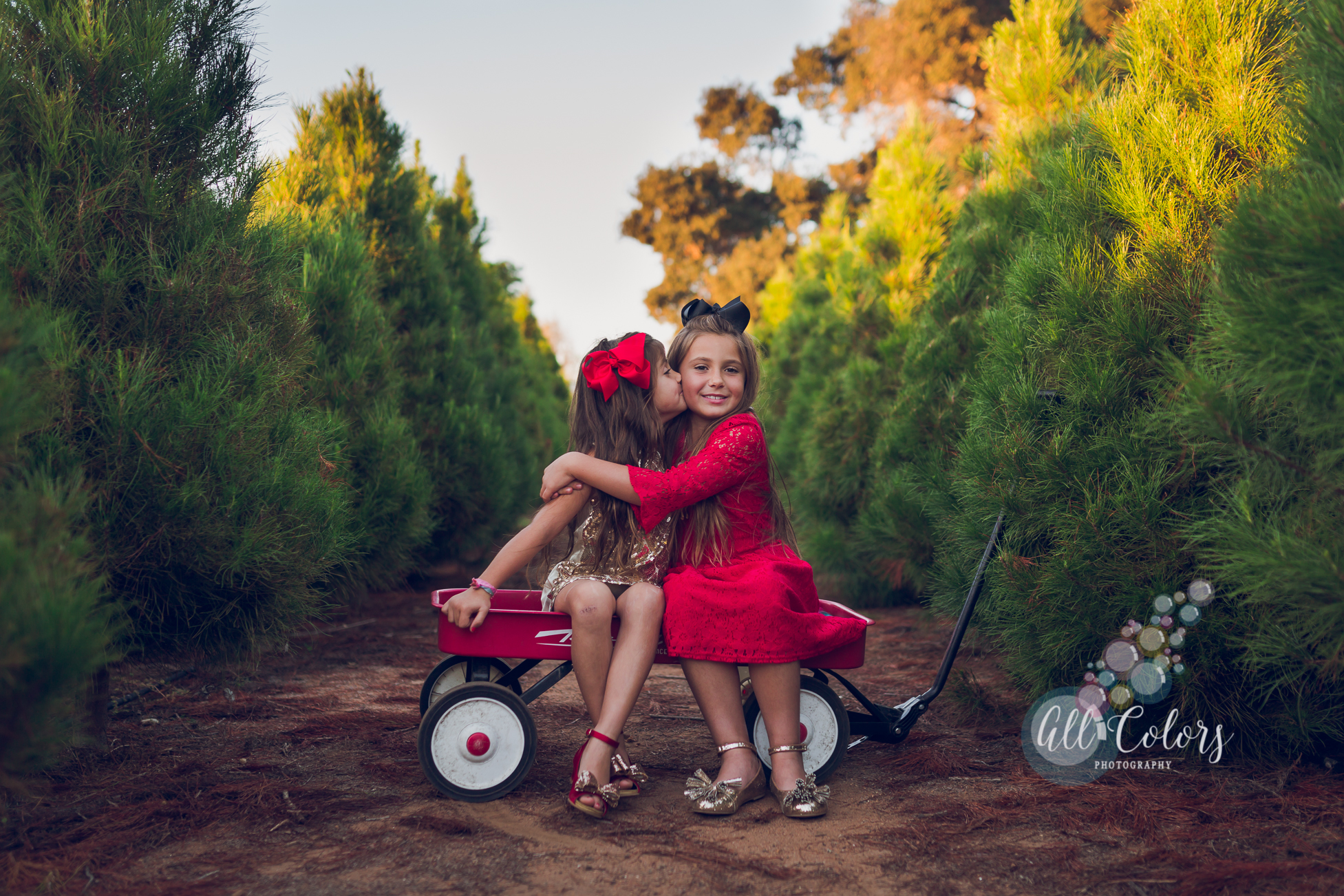 christmas tree farm sessions