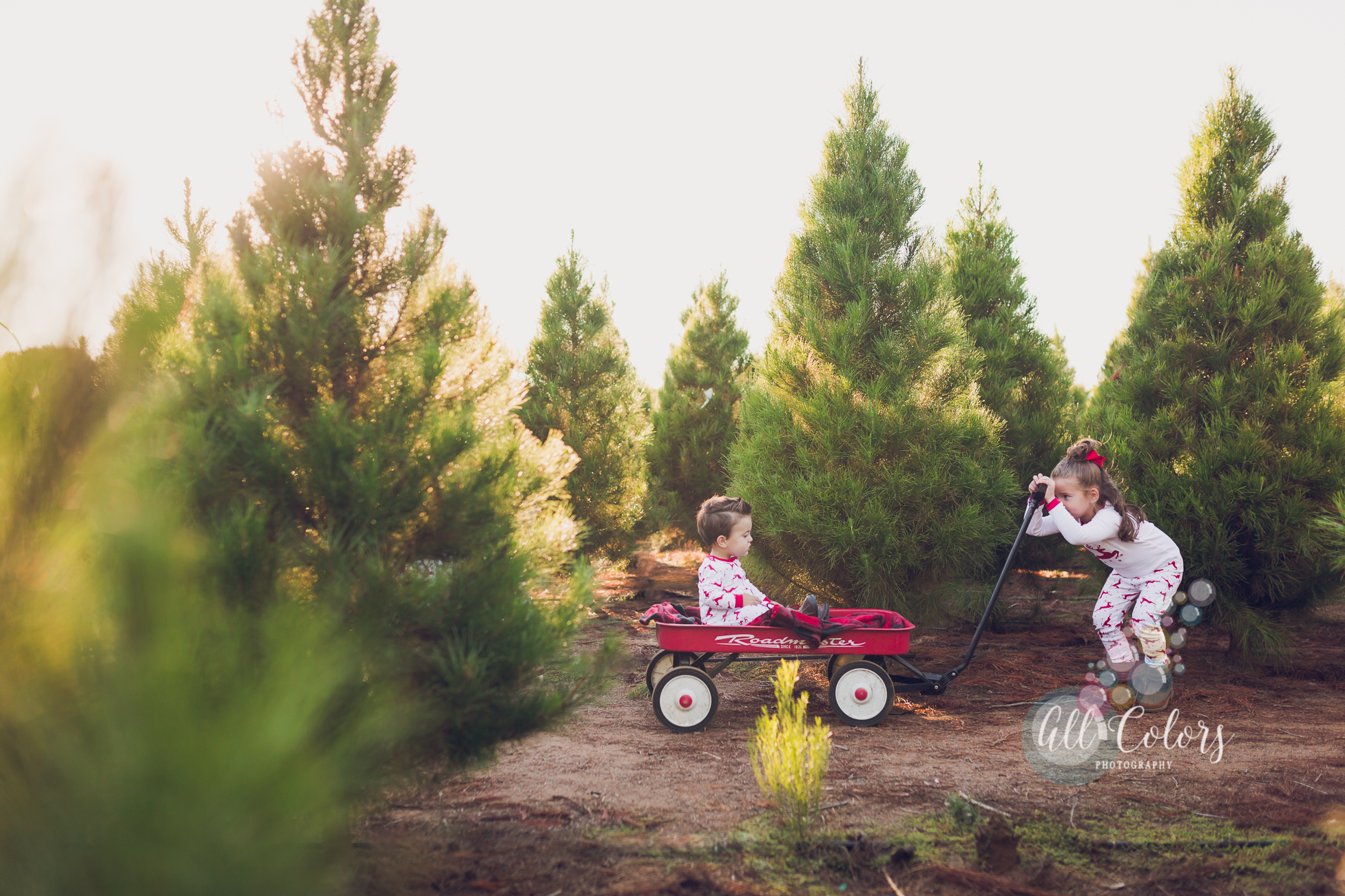 christmas tree farm